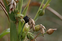 local herbs