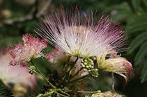 local herbs